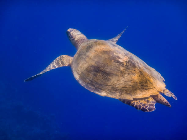 istock green sea turtle hovering in deep blue water view from the side 1433753205