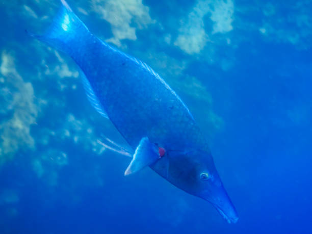 istock green birdmouth wrasse fish in deep blue water while diving 1433753215