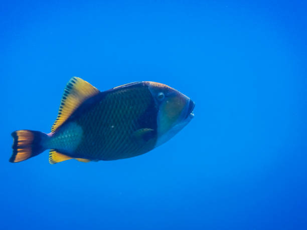 istock large green triggerfish in deep blue water during diving 1433753221