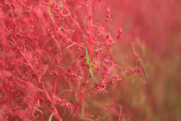 istock Bright red kochia and grasshopper 1433754357