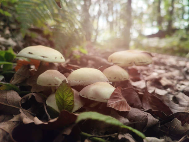 funghi selvatici nella foresta - fungo ombrelliforme foto e immagini stock