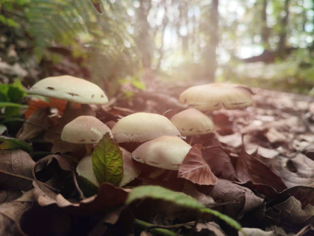 숲속의 야생 버섯 - moss fungus macro toadstool 뉴스 사진 이미지