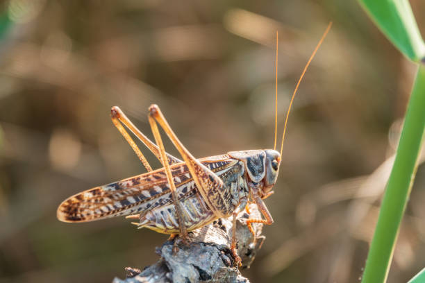 istock A large brown locust, Locusta migratoria, with a pattern on its body sits on branch among green vegetation in a summer garden. 1433754565