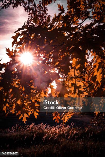 Herbstliche Blätter Stock Photo - Download Image Now - Acorn, Autumn, Botany