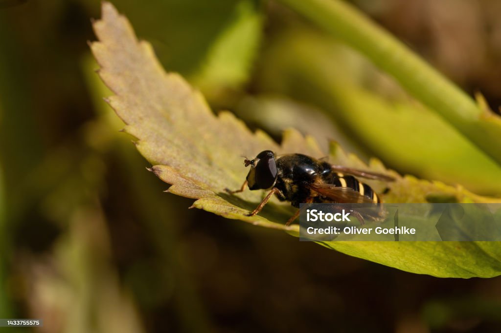 Wespe A wasp on a leaf Animal Stock Photo