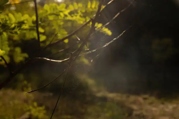 A spider's web in the evening sun
