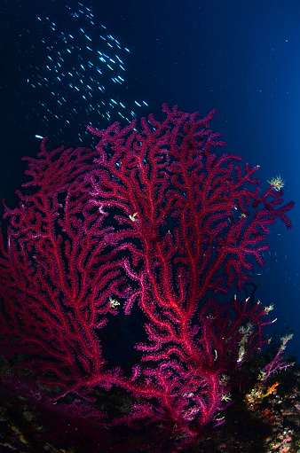 Sea life - Red Gorgonian - Paramuricea clavata