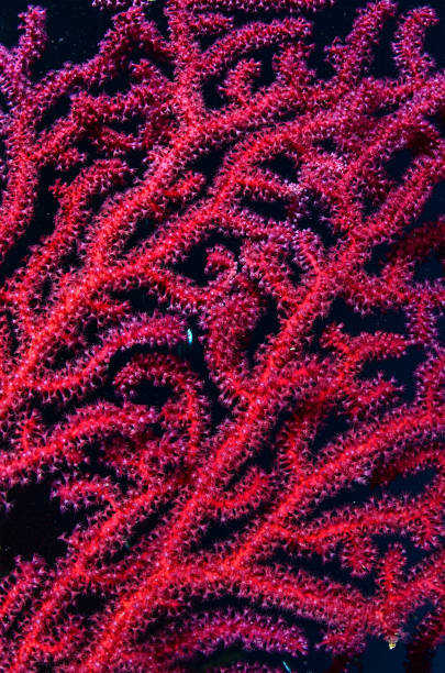 Sea life - Red Gorgonian - Paramuricea clavata stock photo