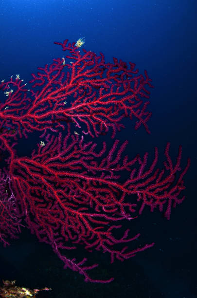 istock Sea life - Red Gorgonian - Paramuricea clavata 1433755833