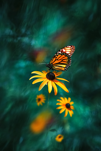 Orange Monarch Butterfly on a yellow flower in an enchanted garden.