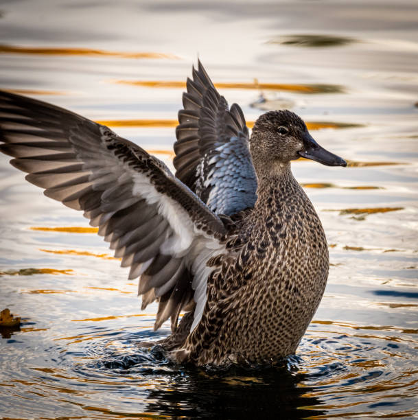 istock Mallard Showing Off Her Wings 1433756198