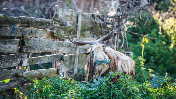 Male Goat on Organic Farm in Village of  Žabljak, Montenegro stock photo