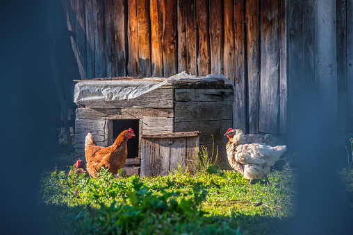 Chicken on Organic Farm in Village of  Žabljak, Montenegro