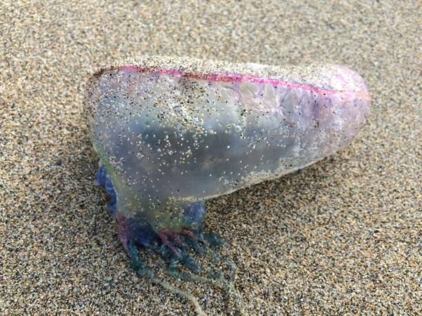 istock Portuguese man ‘o war on sand 1433758965