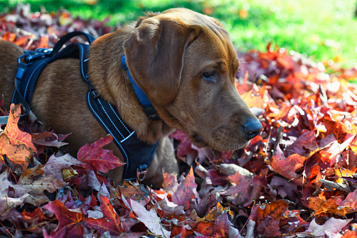 Fox red Labrador retriever laying in a pile of Autumn leaves.