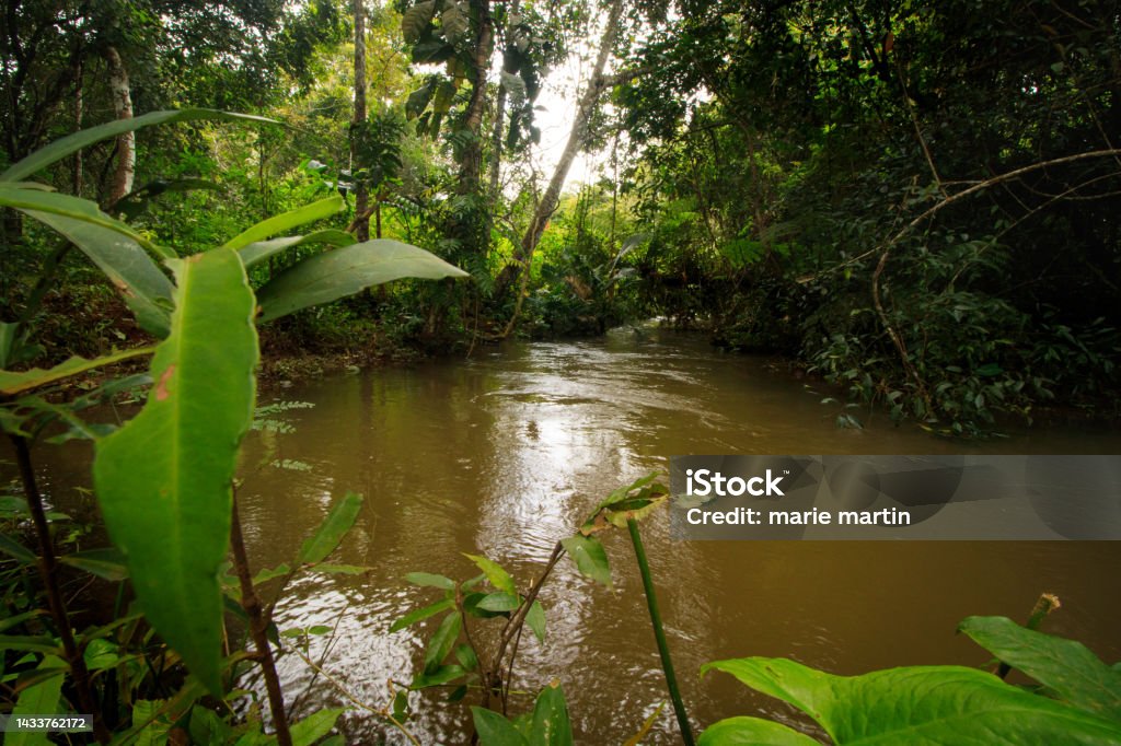 A stream in the middle of a thick tropical jungle A stream in the middle of a thick tropical jungle in Mondulkiri, Cambodia Asia Stock Photo