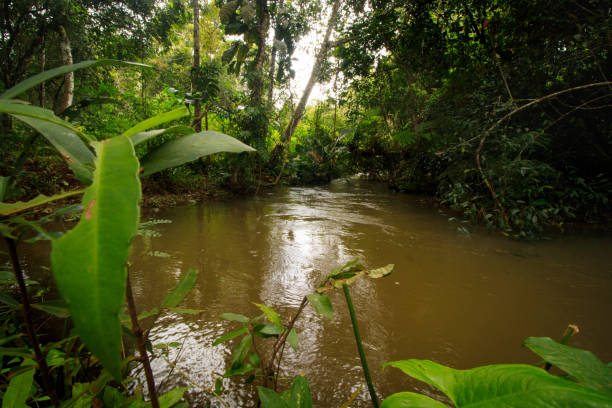 A stream in the middle of a thick tropical jungle A stream in the middle of a thick tropical jungle in Mondulkiri, Cambodia mondulkiri province photos stock pictures, royalty-free photos & images