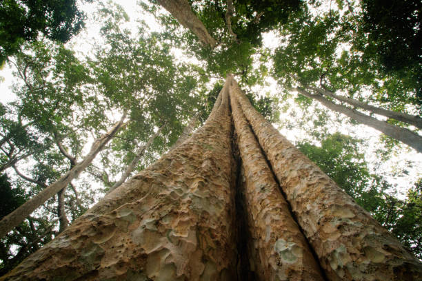 istock Low angle view of ancient trees deep in the jungle 1433762467