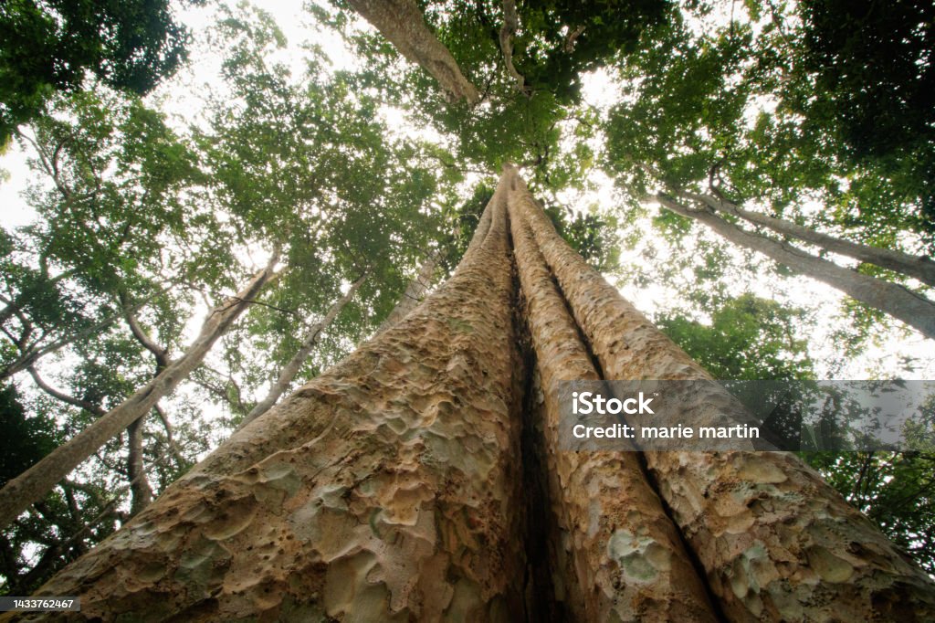 Low angle view of ancient trees deep in the jungle Low angle view of ancient trees deep in the jungle of Mondulkiri, Cambodia Asia Stock Photo