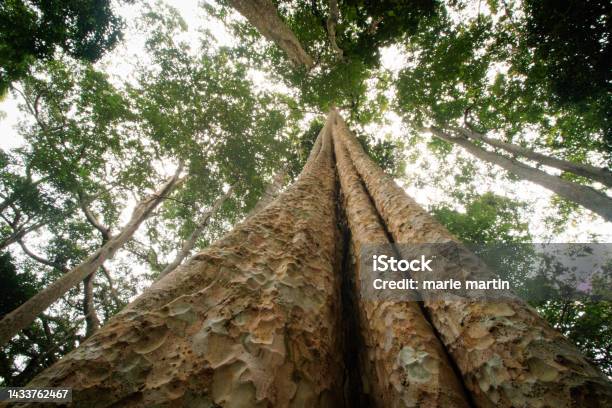 Low Angle View Of Ancient Trees Deep In The Jungle Stock Photo - Download Image Now - Asia, Cambodia, Color Image