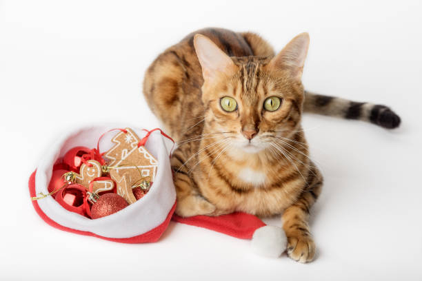 istock Ginger cat in Santa hat and Christmas decorations isolated on background. 1433762616