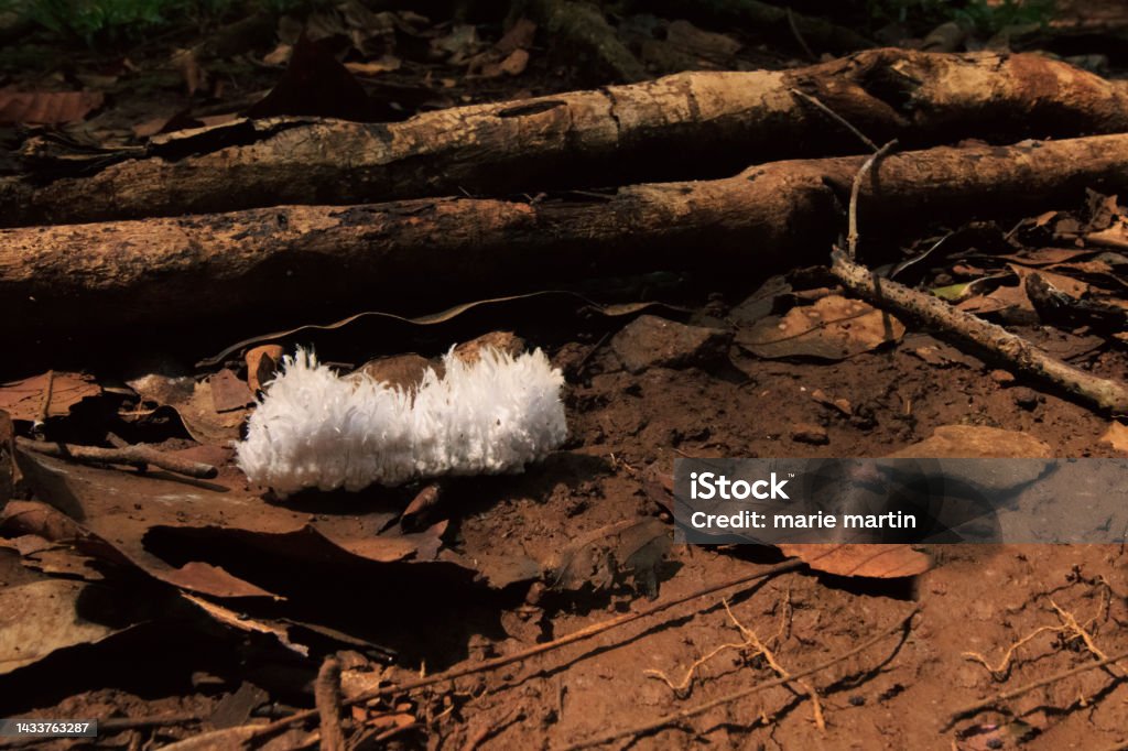 A Butternut Woolyworm or Sawfly Larvae Butternut Woolyworm or Sawfly Larvae (Eriocampa juglandis) crawling along dried leaves on a forest floor in Mondulkiri, Cambodia Animal Stock Photo