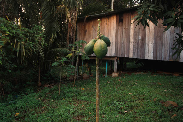 A papaya fruit tree planted in the backyard of a wooden house A papaya fruit tree planted in the backyard of a wooden house in the rural countryside of Mondulkiri, Cambodia mondulkiri province photos stock pictures, royalty-free photos & images
