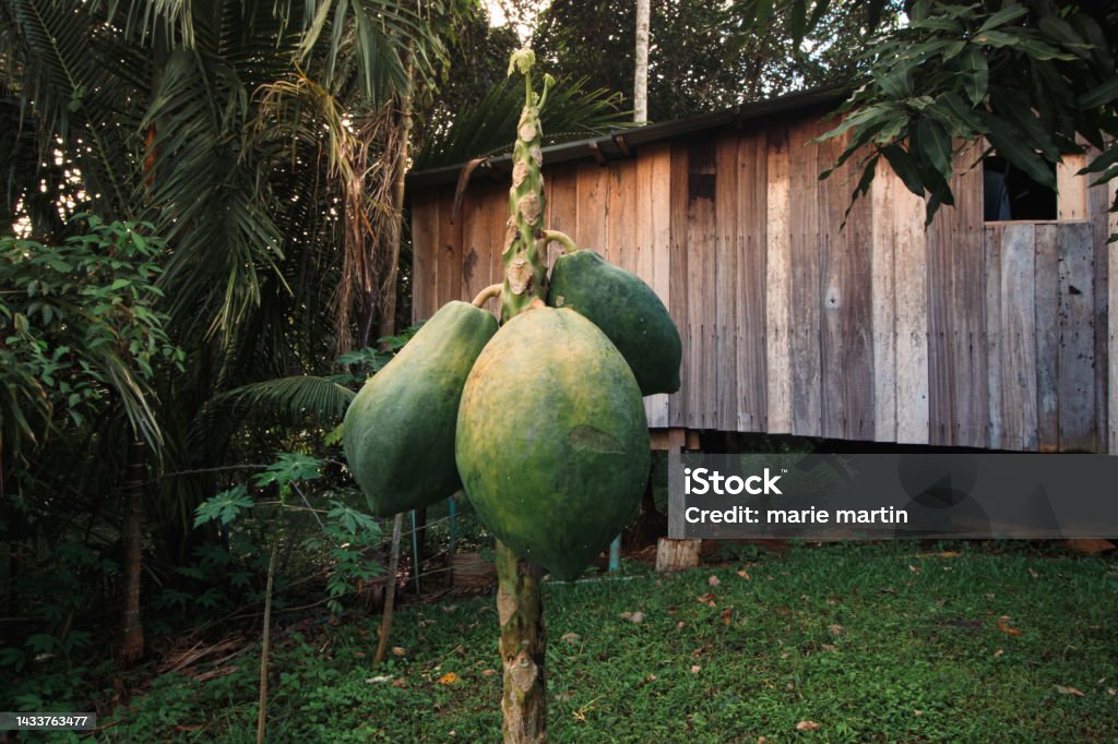A papaya fruit tree planted in the backyard of a wooden house A papaya fruit tree planted in the backyard of a wooden house in the rural countryside of Mondulkiri, Cambodia Asia Stock Photo