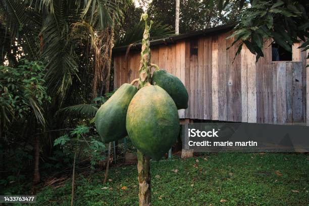 A Papaya Fruit Tree Planted In The Backyard Of A Wooden House Stock Photo - Download Image Now