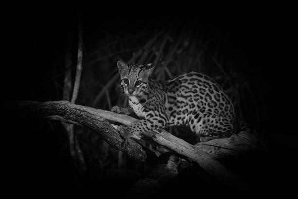 black and white image of an ocelot sitting on a dead tree branch at night -Pantanal, Brazil