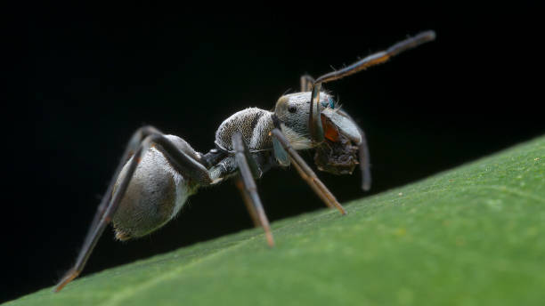 istock Macro of insects 1433763672