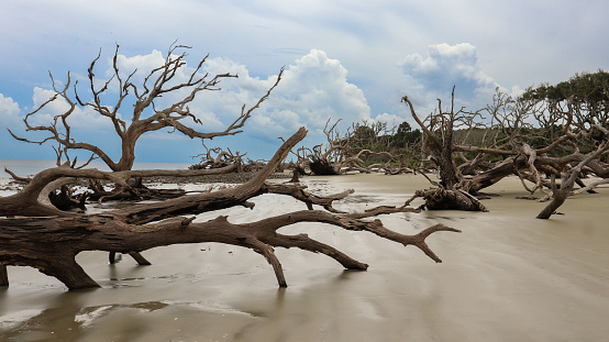Driftwood tree skeletons dot the entire shot in this image shot on Driftwood Beach (Jekyll Island, Georgia).