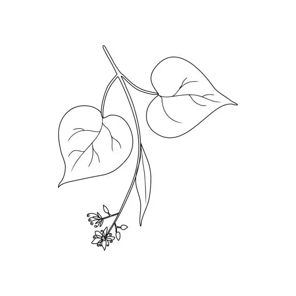Vector illustration of Linden flower brunch, decorative graphic basswood vector hand drawn ink illustration isolated on white, honey wild flower, line art doodle sketch for design herbal tea, cosmetic, natural medicine