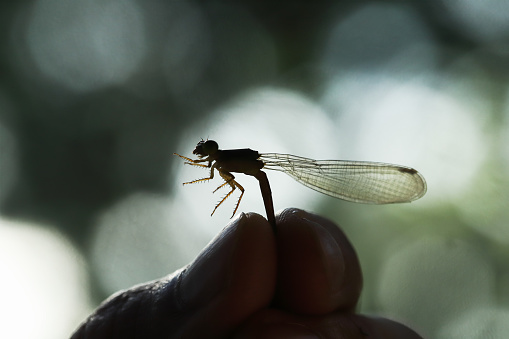 a Asian girl catching a damselfly. silhouette of a damselfly.