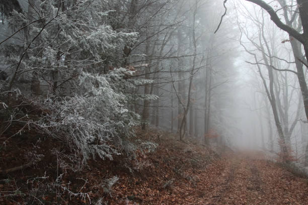 istock Footpath in the woodland forest 1433765320