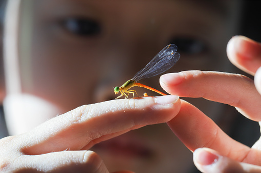 a Asian girl catching a damselfly.