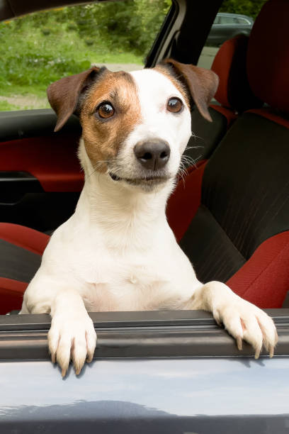 istock Jack Russell Terrier. Thoroughbred dog in the car. Pets 1433765689