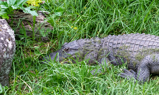 Alligator on the grass
