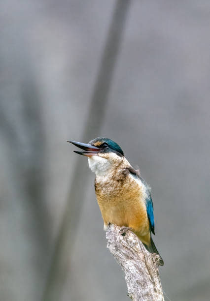 istock Sacred kingfisher (Todiramphus sanctus) on a branch 1433766495
