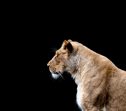 portrait of a lioness with color