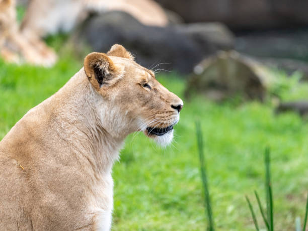 istock portrait of a linoness 1433766811