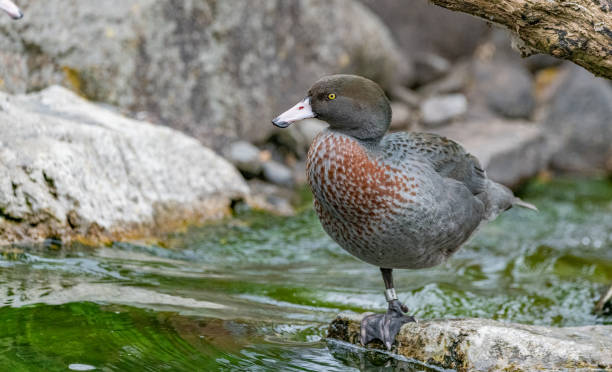 istock Blue duck (Hymenolaimus malacorhynchos) on a rock near the water 1433766961