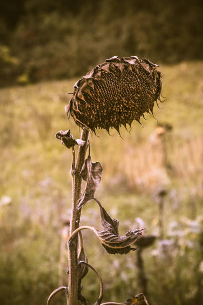 Withered and dried up sunflower in autumn