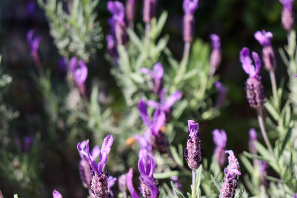 istock French lavender lavandula dentata in selective focus 1433768634