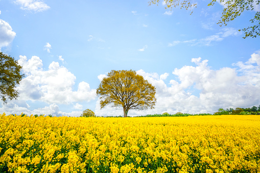 Beautiful tree in a yellow canola field in the summerttime under a blue sky