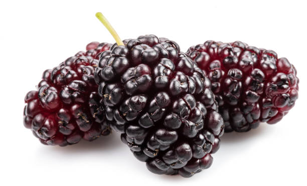 istock Three ripe black mulberries fruits isolated on white background. 1433769501