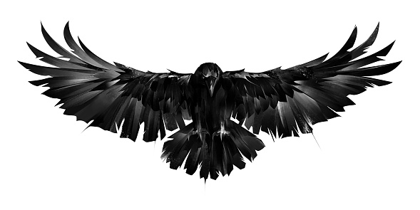 sketch graphic image of a raven bird on a white background