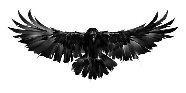 drawn graphic image of a raven bird on a white background sketch graphic image of a raven bird on a white background Raven stock pictures, royalty-free photos & images