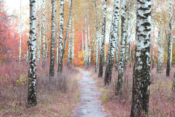 Beautiful birch trees with white birch bark in birch grove with birch leaves in autumn