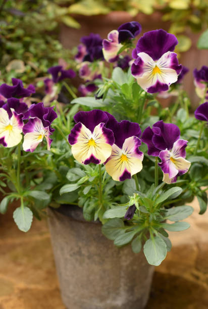 istock pansy flowers planting in a pot 1433772546